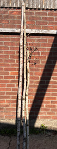 Silver Birch Arch kit - 3 pieces