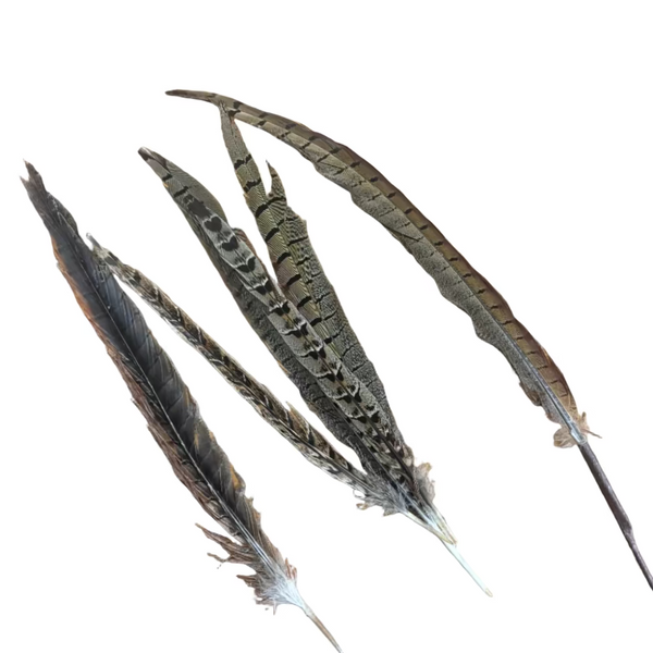 British natural pheasant feathers pack of 20 assorted sizes from local source