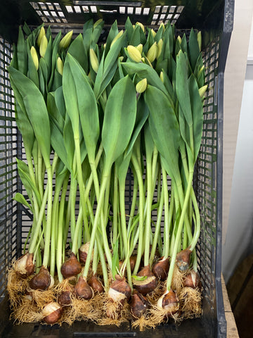 Tulip - ON THE BULB -Creme Fraiche Bundle of 20 Bulbs