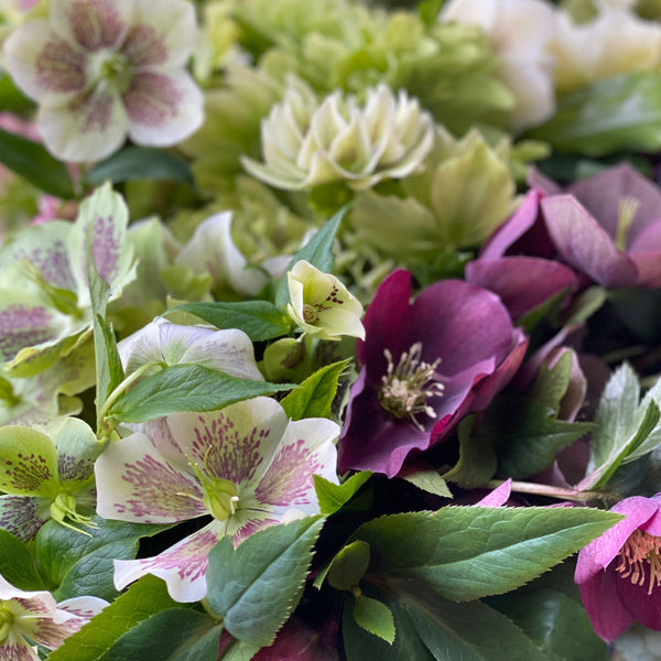 hellebore mini online wholesale florist 