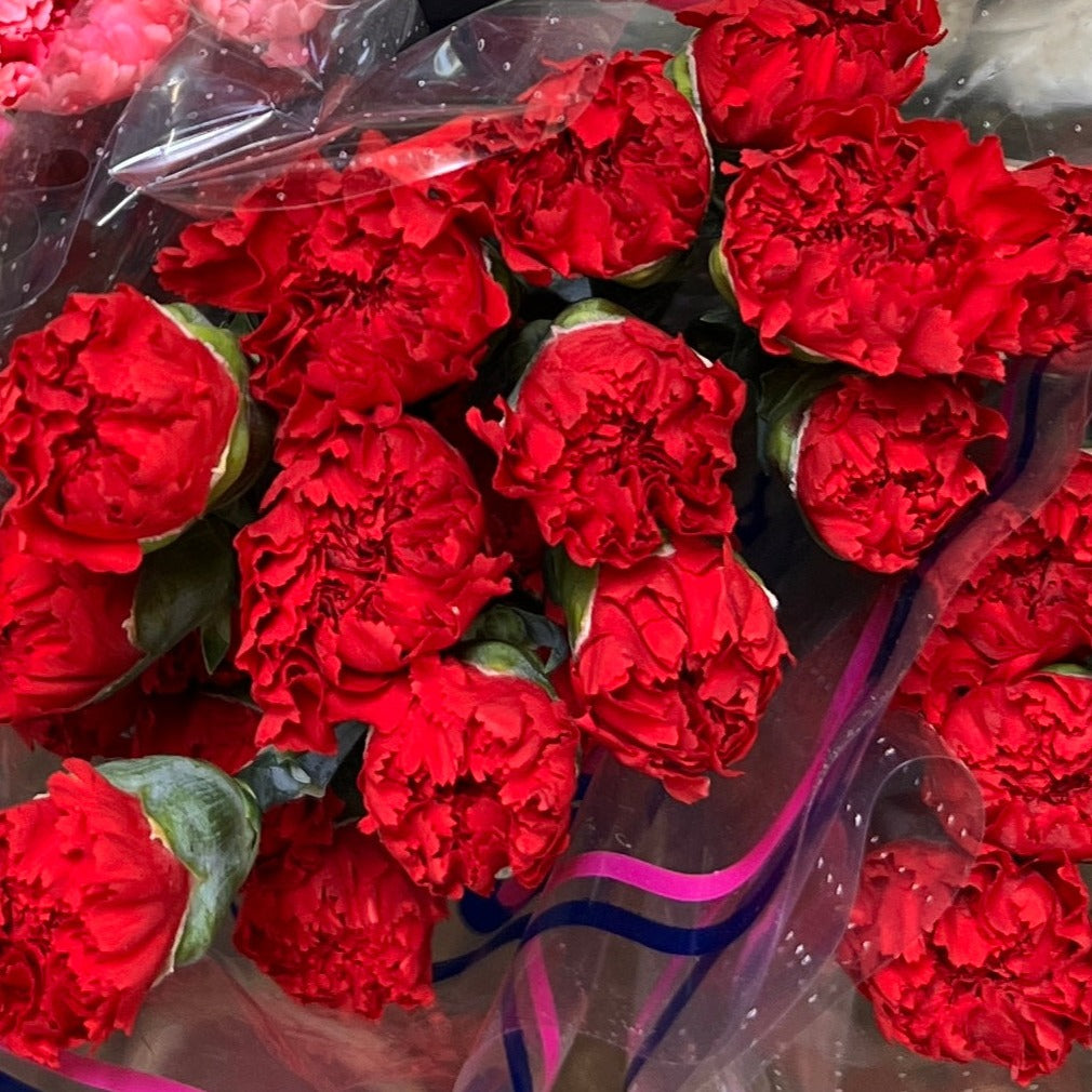 65cm Colombian Fancy Grade Red Soho carnation stems in packs