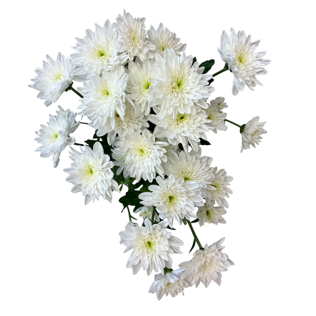 Bouquet of white imported Chrysanthemum - Bonita  flowers on a white background