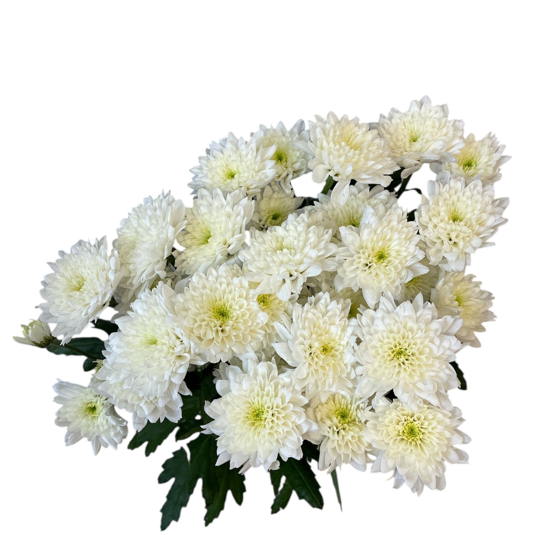 Bouquet of white imported Chrysanthemum flowers with green leaves on a white background