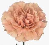 Single peach-colored carnation on a white background