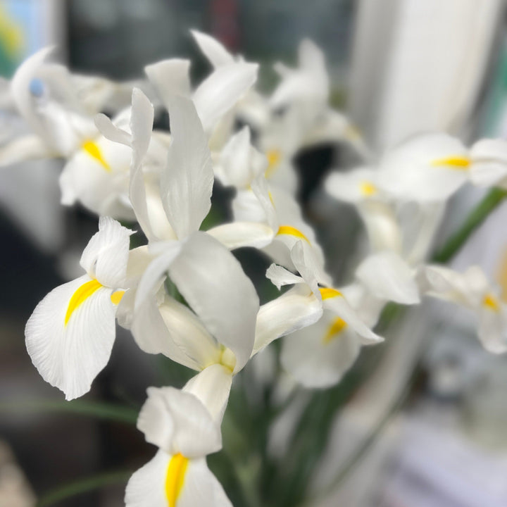 white iris online deliver UK grown
