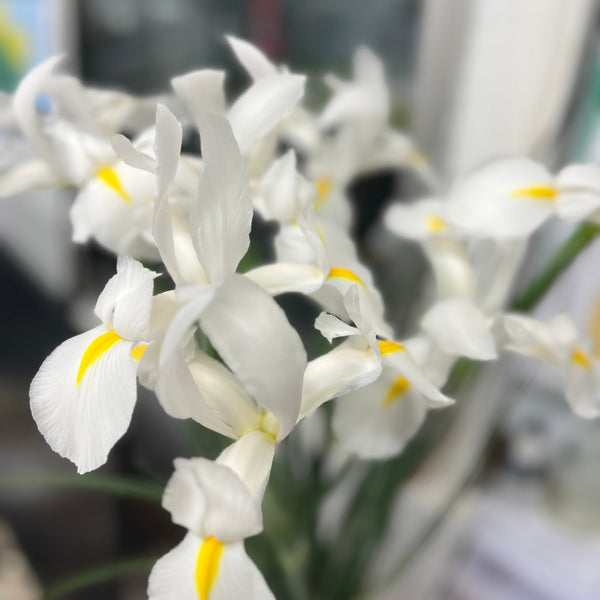 white iris online deliver UK grown