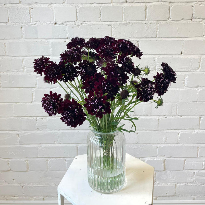 A wholesale bunch of 10 British-grown Black Knight Scabious stems in a glass vase