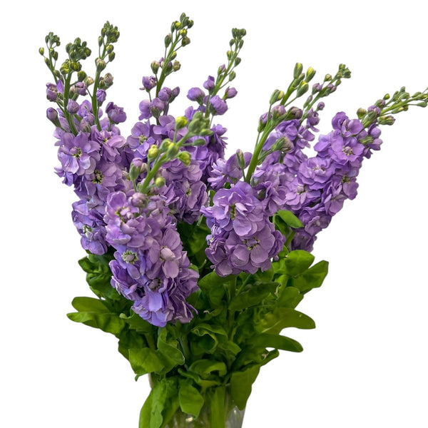 Premium Grade scented stocks in a soft lavender shade, displaying uniform growth and a high density of fragrant blossoms.