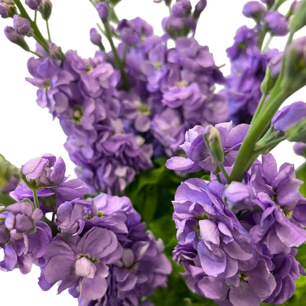 Detailed view of lavender scented stock flowers, highlighting the soft lilac tones and the classic ruffled appearance of the premium grade.