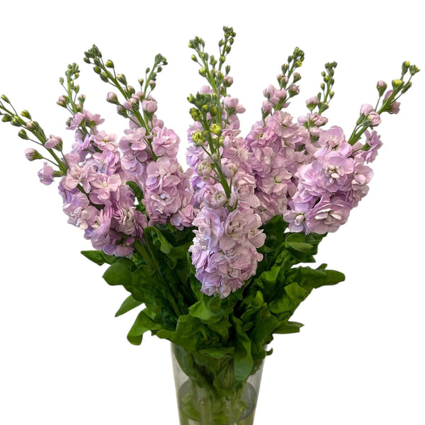 A collection of light pink Premium Grade scented stocks, featuring soft blush tones and abundant, fragrant flower heads.