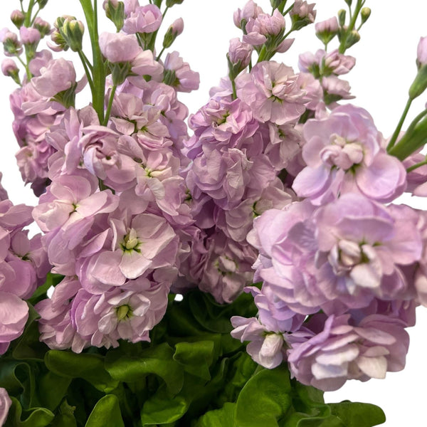 Close-up of pale pink scented stock florets, capturing the delicate pastel pigment and fresh, dew-like texture of the petals.
