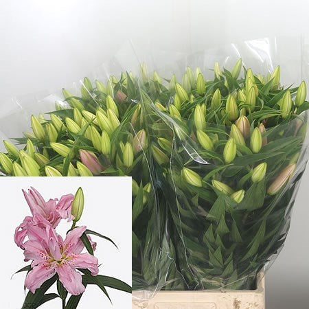 IMPORT Lily - DIANTHA Oriental Pink Lilies x 5