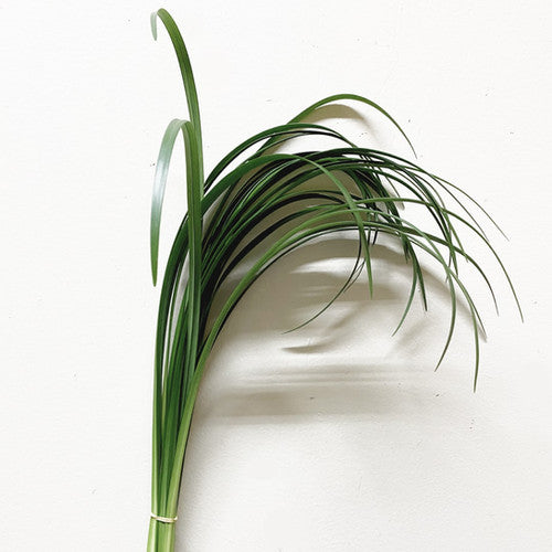 IMPORT FOLIAGE - Lily Grass - Bunch