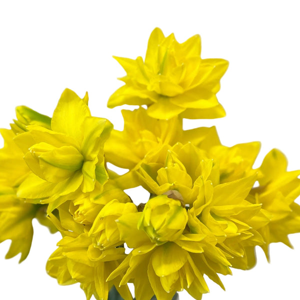 Bouquet of bright yellow flowers on a white background