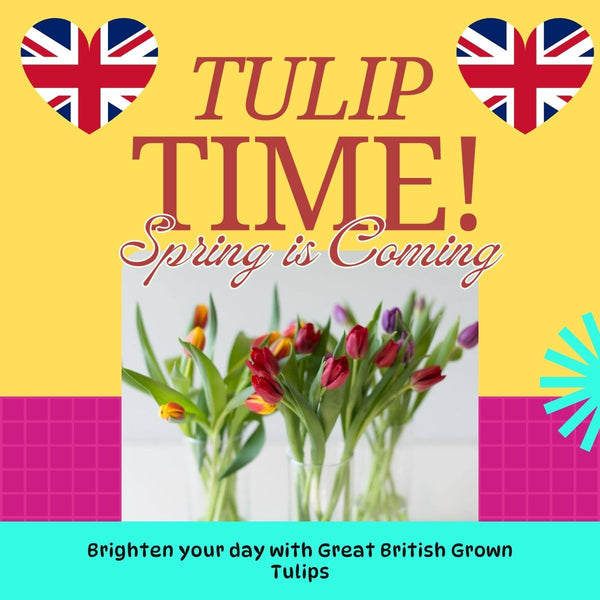 tulip british UK