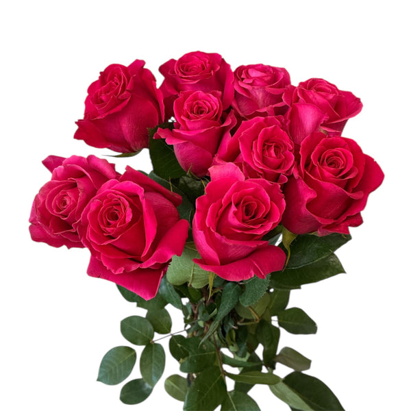 Bouquet of red roses with green leaves on a white background