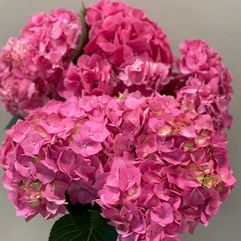 Hydrangea Masja Pink - 5 Stems Bouquet Grade