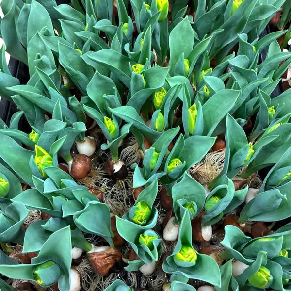 Close-up of tulips on the bulb with emerging yellow buds