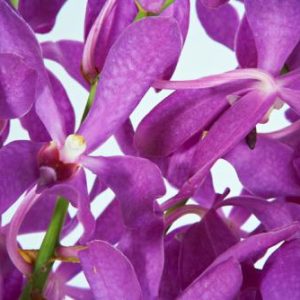 TROPICALS - Mokara Orchid Purple x 5 stems