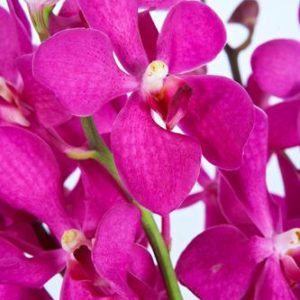 TROPICALS - Mokara Orchid Hot Pink x 5 stems