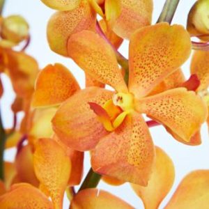 TROPICALS - Mokara Orchid Gold x 5 stems