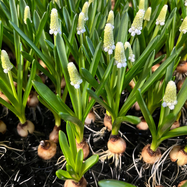 white muscari bulb online