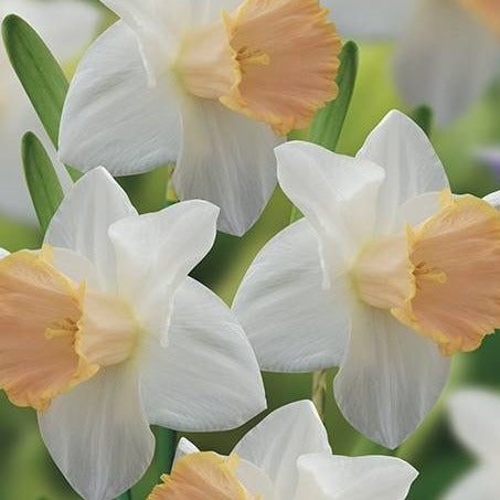Daffodil - Salome - Bundle of 10 Bunches