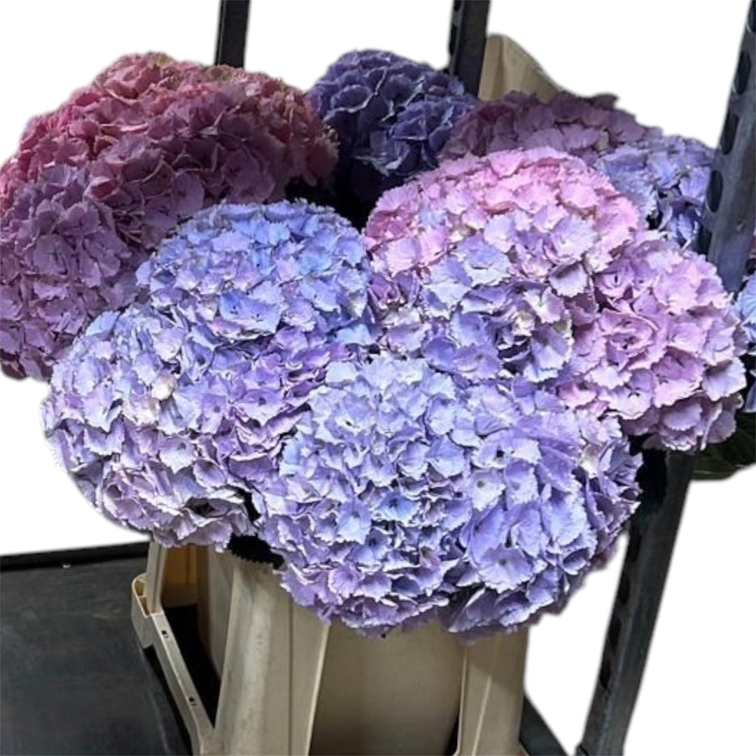 Freshly cut 55-60cm Norfolk-grown Hydrangea Blueberry Whirl stems showing the sturdy stalk, dense leaves, and large blooming flower heads.