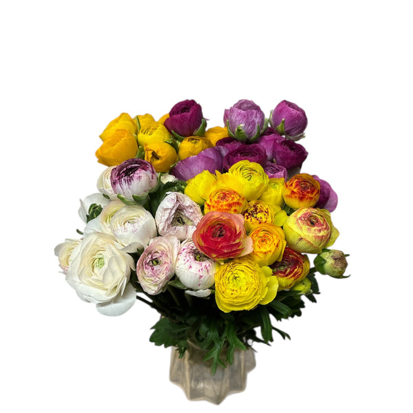 Bouquet of mix colorful  Ranunuculus flowers including yellow, purple, and white in a clear vase on a white background