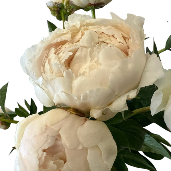Close-up of a blooming Bowl of Cream peony flower, displaying its massive, bowl-shaped double bloom packed with ruffled, soft vanilla-cream and warm ivory petals.