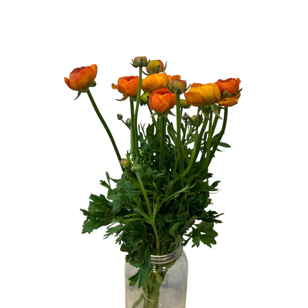 Ranunculus PREMIUM - Orange x 10 stems – British Flowers direct by ...