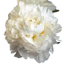 Close-up of a white peony flower with a blurred background