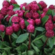 A bunch of 10 wholesale British-grown Red Sarah peonies in tight bud form, showcasing sturdy green stems and heavy, deep crimson-red flower heads.