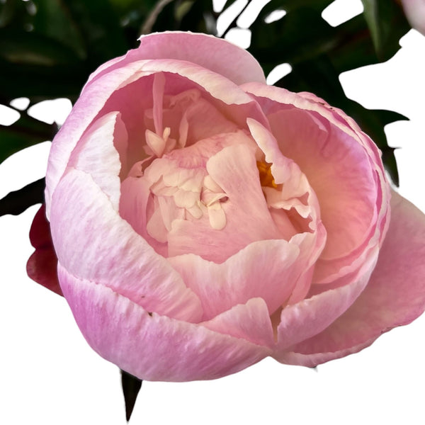 Detailed close up of Pink Gardenia peony showing layered pink petals