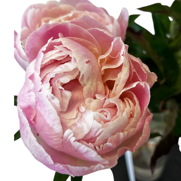 Close up of Pink Gardenia peony with soft blush pink petals