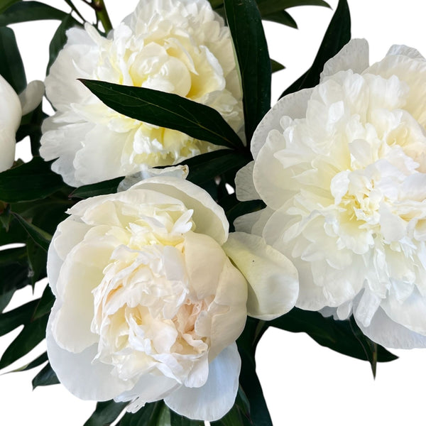 Close up of White Madame Claude Tain peony with delicate white petals