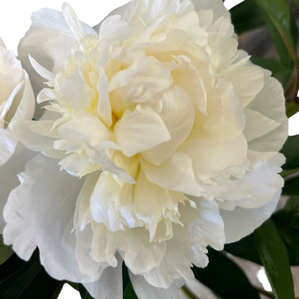 Detailed close up of White Madame Claude Tain peony showing soft white layers