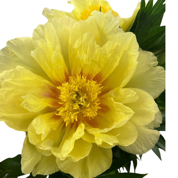 Close up of Yellow Bartzella peony flower with soft yellow petals in bloom