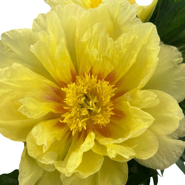 Detailed close up of Yellow Bartzella peony showing soft layered yellow petals