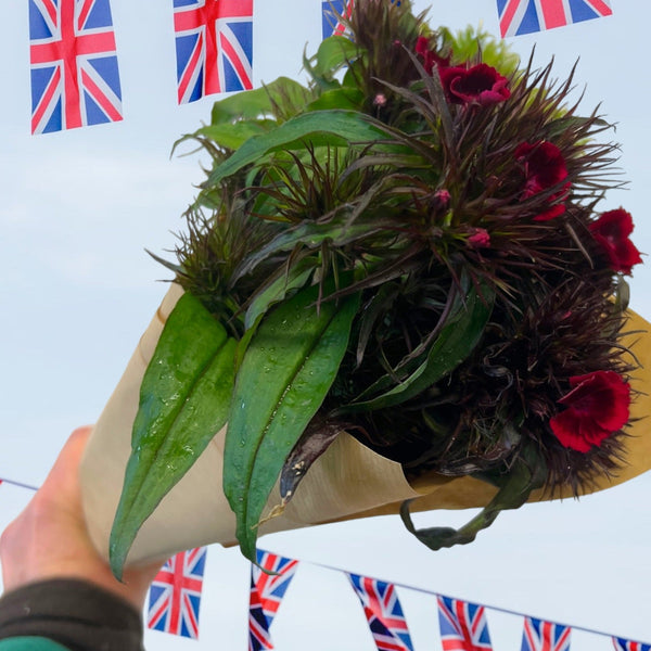 FARM SHOP FLOWERS - Sweet William