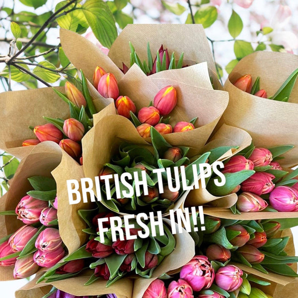 UK grown tulips