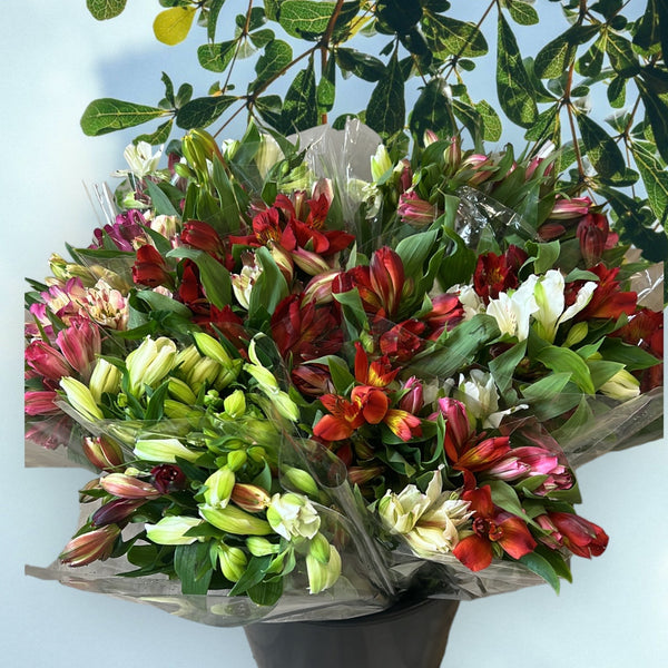 FARM SHOP FLOWERS -Alstro POSY Bunches 12x £1.85 bunch