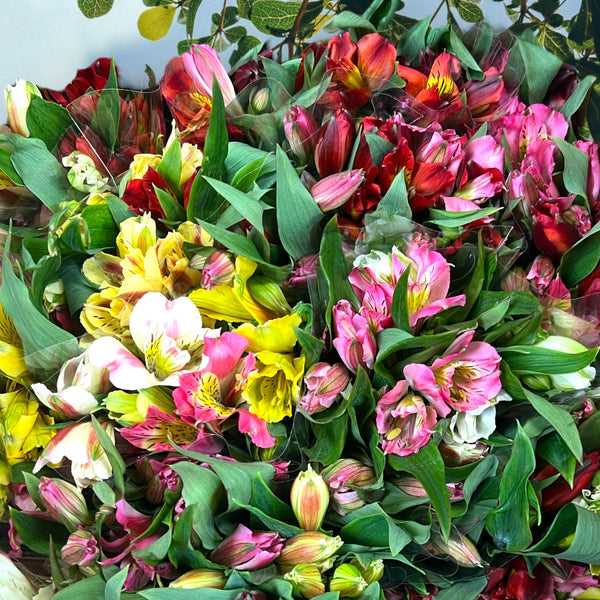 FARM SHOP FLOWERS -Alstro POSY Bunches 12x £1.85 bunch