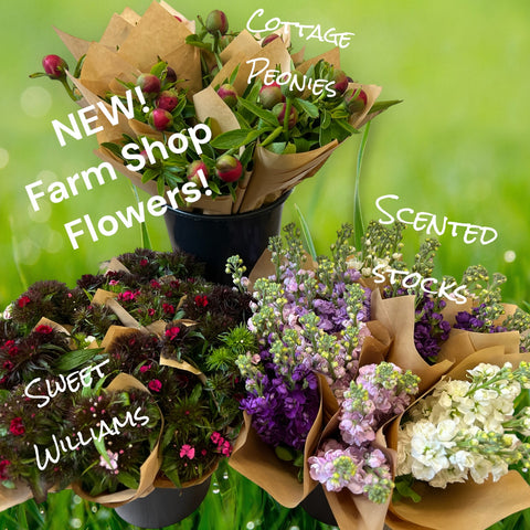 FARM SHOP FLOWERS - Sweet William (10 bunches £2.73)