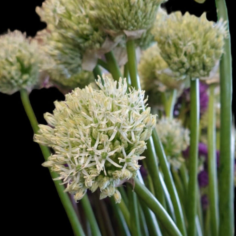 Allium