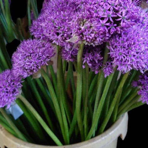 Allium -Purple Gladiator-10 stems
