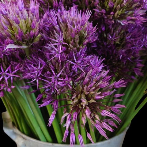 Allium -Purple Rain-10 stems