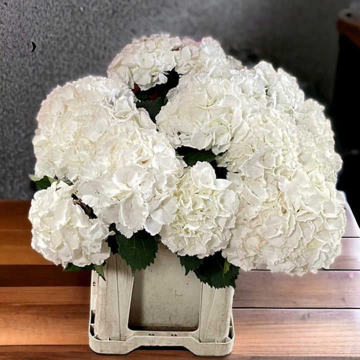 white hydrangea norfolk wholesale