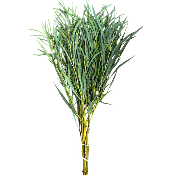 IMPORT - 300gm Eucalyptus Nicholii