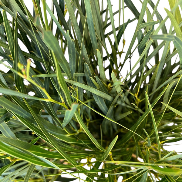 IMPORT - 300gm Eucalyptus Nicholii